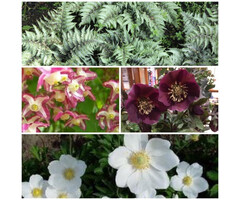 Borderpakket Schaduwplanten I (3 m2)