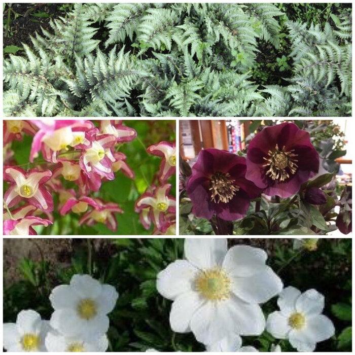 Borderpakket Schaduwplanten I (3 m2)