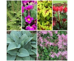 Borderpakket Schaduwplanten J (1m2)