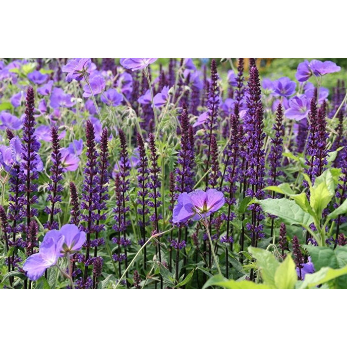 Borderpakket Zon A (9 m2)