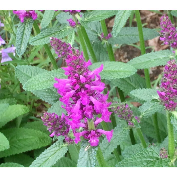 Borderpakket Zon A (9 m2)