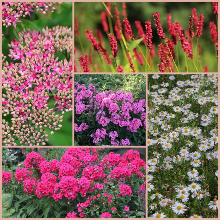 Borderpakket Zon B (8 m2)