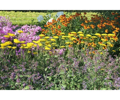 Borderpakket Zon  E (3 m2)