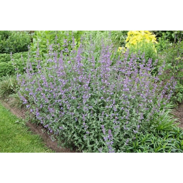 Borderpakket Zon E (3 m2)