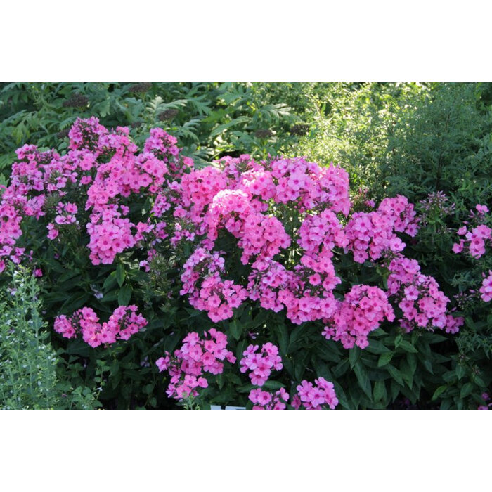 Borderpakket Zon E (3 m2)