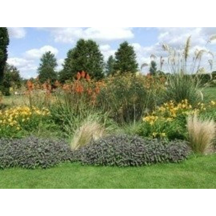 Borderpakket Zon F (9m2)