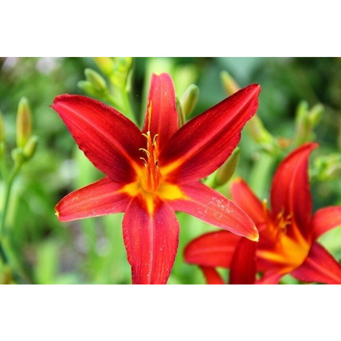 Borderpakket Zon G (4 m2)