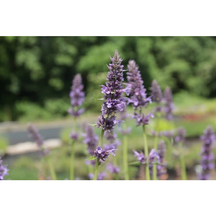 Borderpakket Zon G (4 m2)