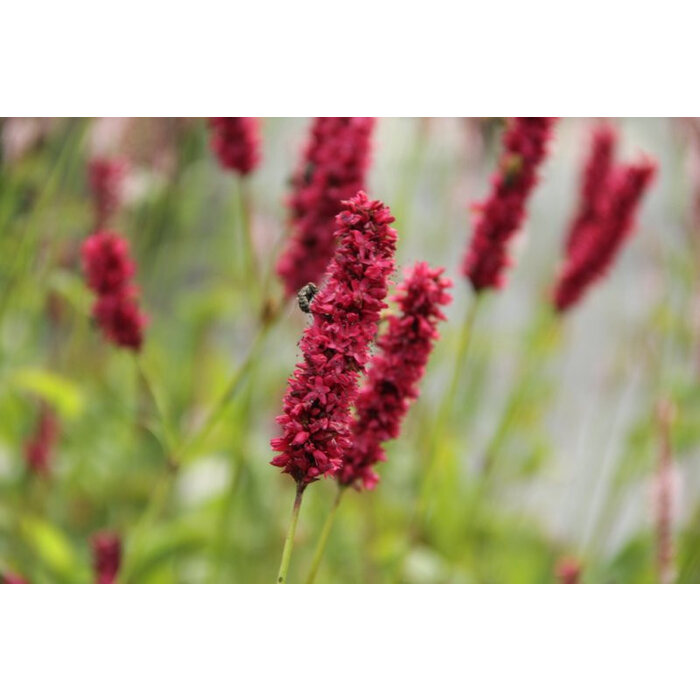 Borderpakket Zon G (4 m2)