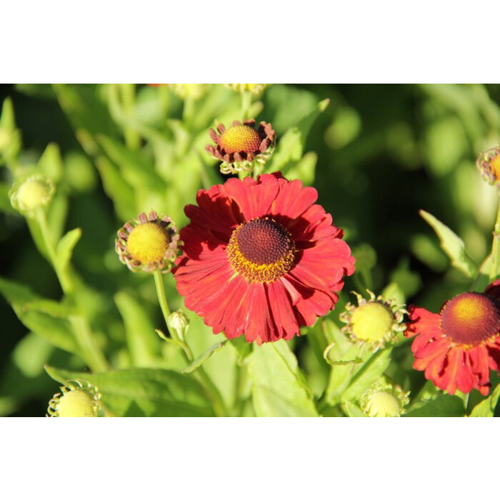 Borderpakket Zon G (4 m2)