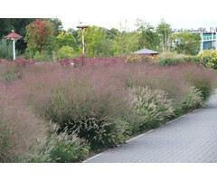 Borderpakket Zon H (1 m2)
