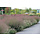 Borderpakket Zon H (1 m2)