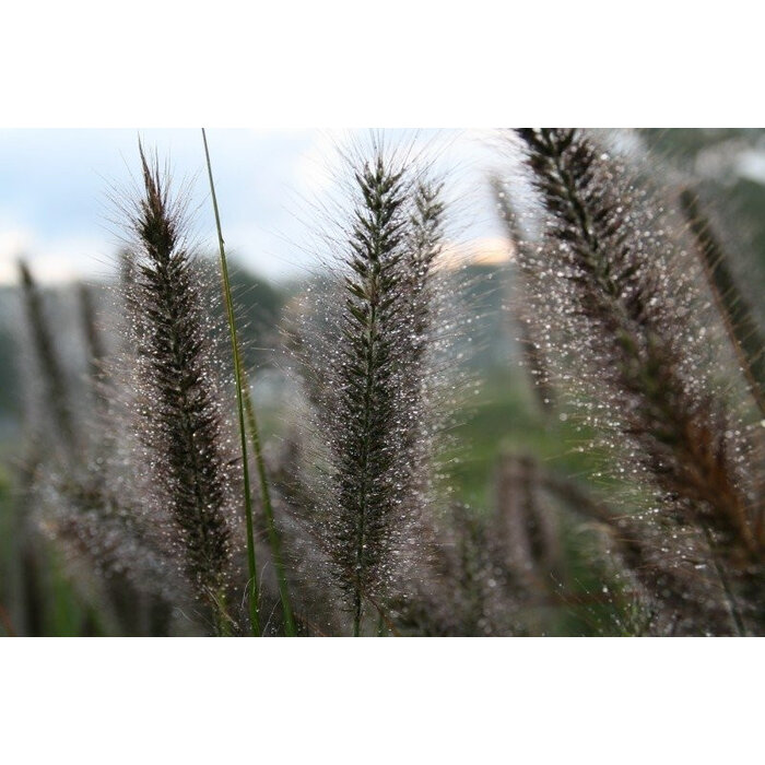 Borderpakket Zon H (3 m2)