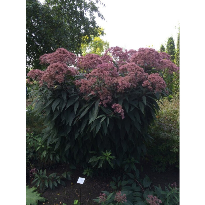 Borderpakket Zon H (3 m2)