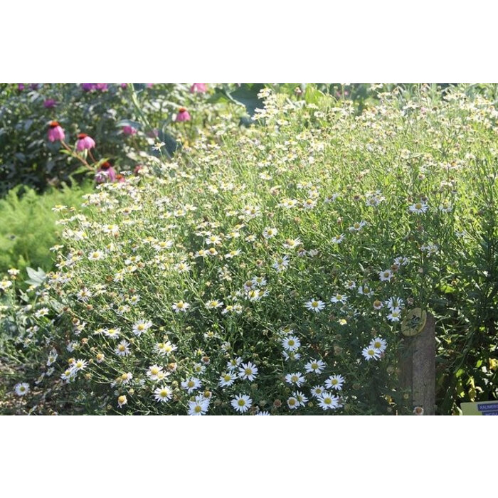 Borderpakket Zon L (3 m2)