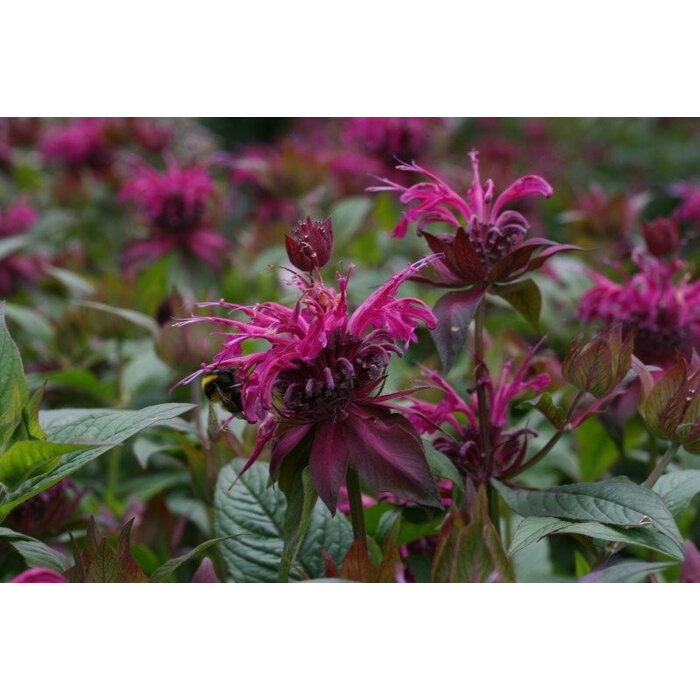 Borderpakket Zon L (3 m2)