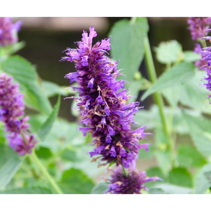 Borderpakket Zon L (3 m2)