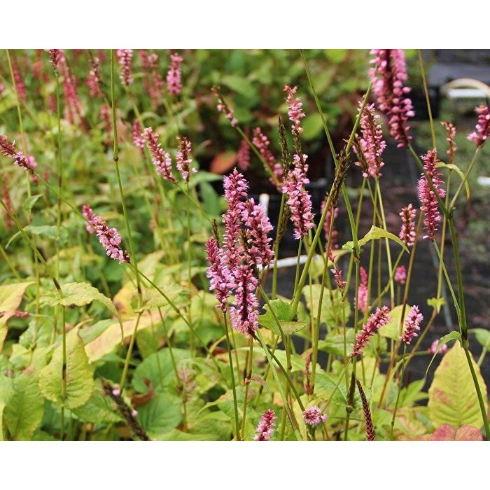 Borderpakket Zon M (4 m2)