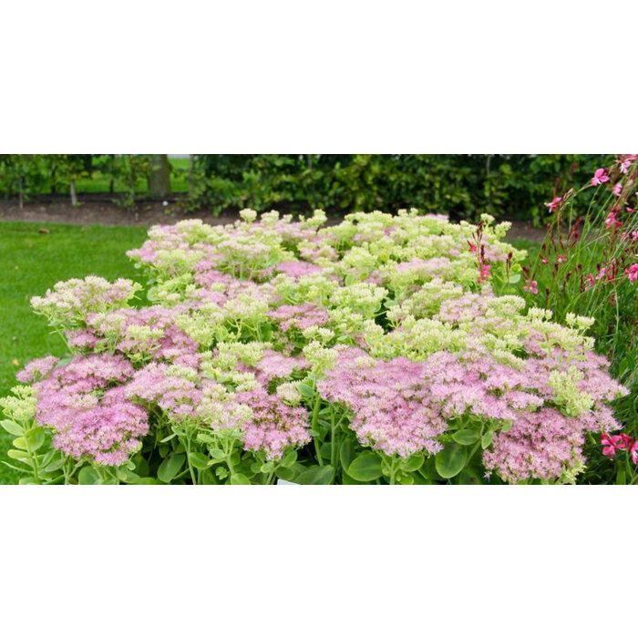 Borderpakket Zon M (4 m2)