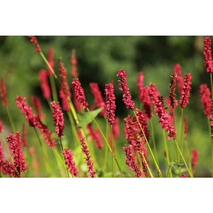 Borderpakket Zon N (4 m2)