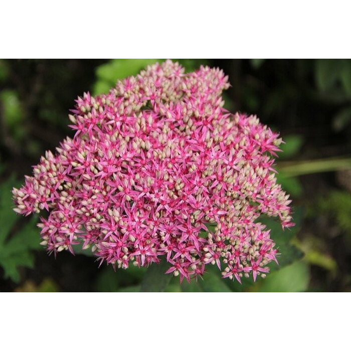 Borderpakket Zon N (4 m2)