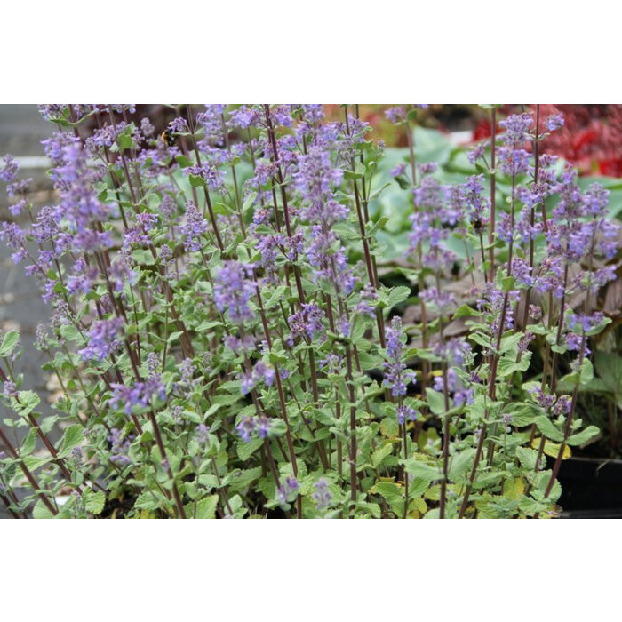 Borderpakket Zon N (4 m2)