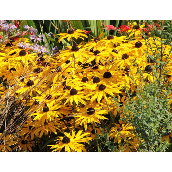 Borderpakket Zon N (4 m2)