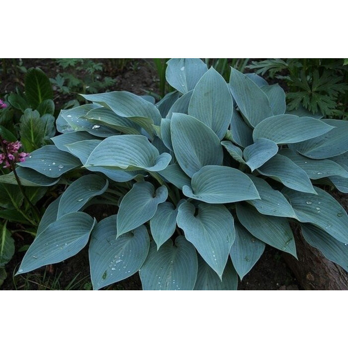 Borderpakket Onderhoudsarm  A (3 m2)