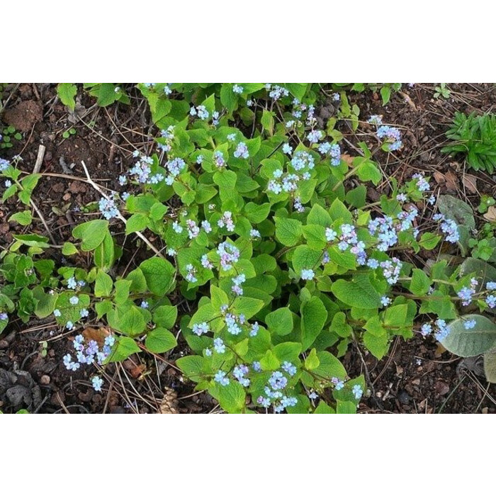 Borderpakket Onderhoudsarm  A (3 m2)