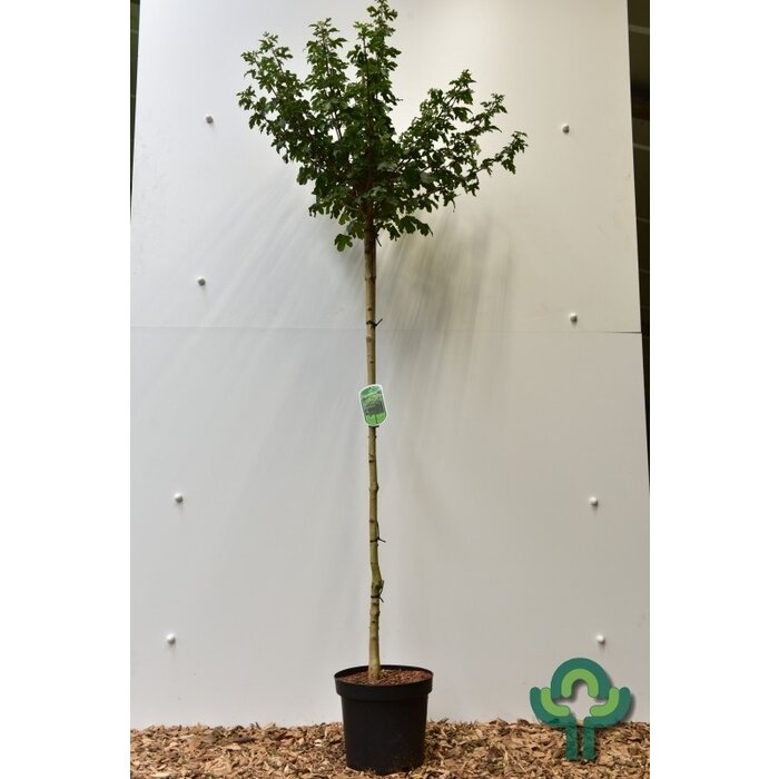 Spaanse aak op stam - Acer campestre 'Anny's Globe'