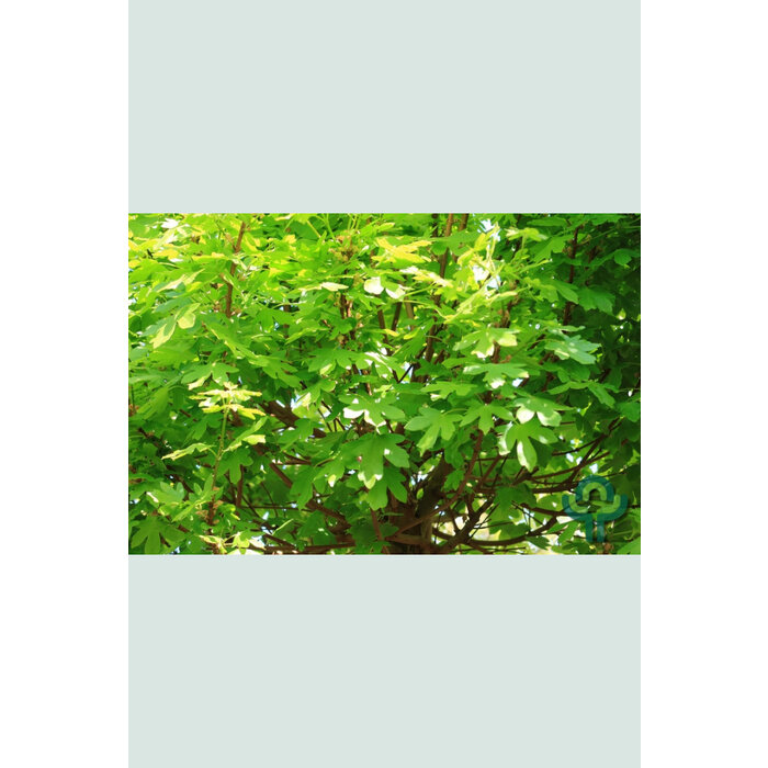 Spaanse aak op stam - Acer campestre 'Anny's Globe'