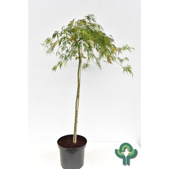 Japanse esdoorn op stam - Acer palmatum 'Dissectum'
