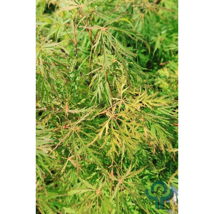 Japanse esdoorn op stam - Acer palmatum 'Dissectum'