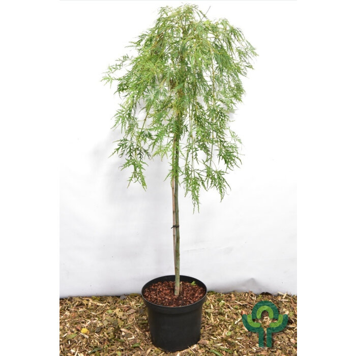 Japanse esdoorn op stam - Acer palmatum 'Dissectum'