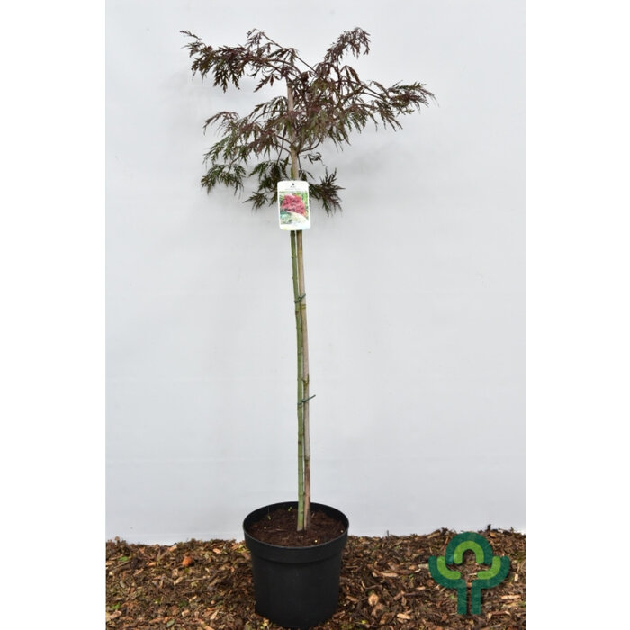 Japanse esdoorn op stam - Acer palmatum 'Garnet'