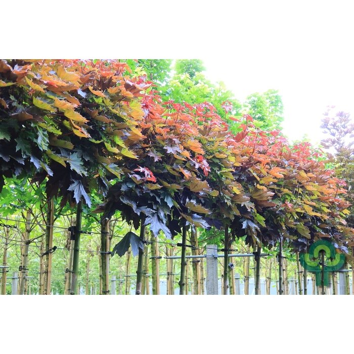 Noorse esdoorn op stam - Acer platanoides 'Crimson Sentry'