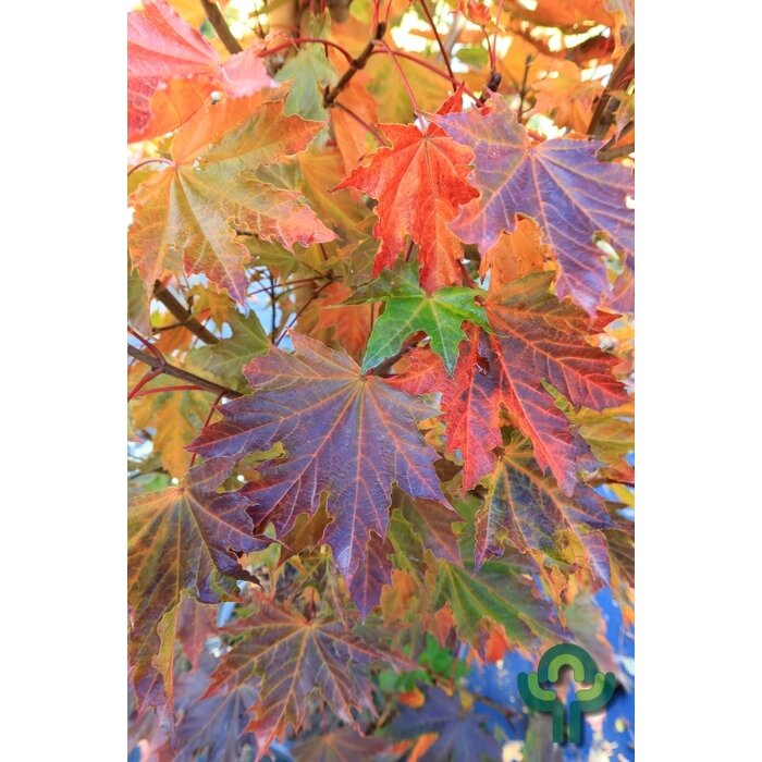 Noorse esdoorn op stam - Acer platanoides 'Crimson Sentry'