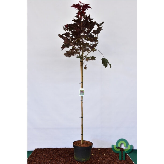 Noorse esdoorn op stam - Acer platanoides 'Crimson Sentry'