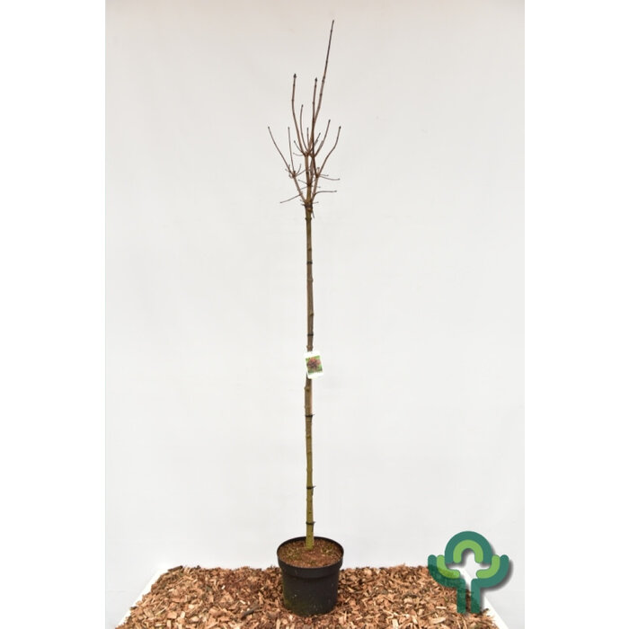 Noorse esdoorn op stam - Acer platanoides 'Crimson Sentry'