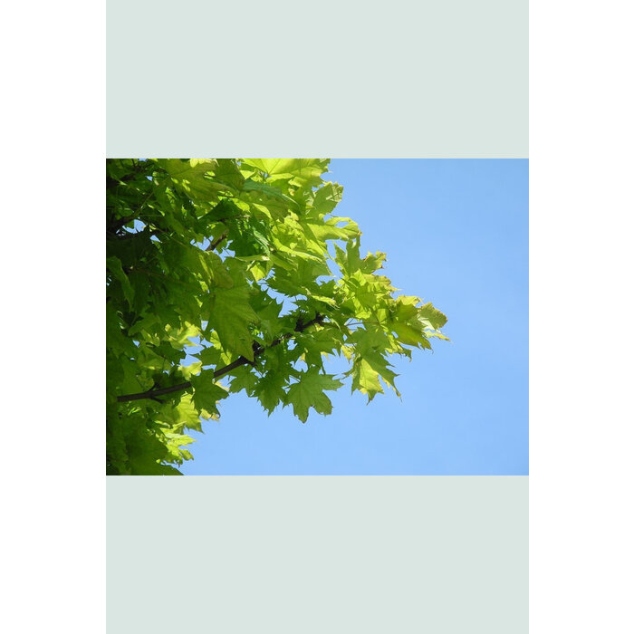 Bolesdoorn op stam - Acer platanoides 'Globosum'