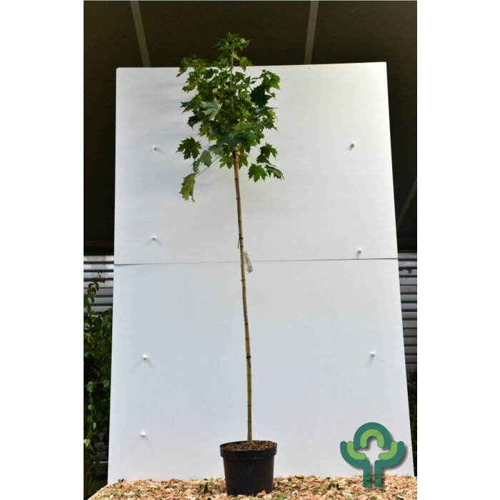 Bolesdoorn op stam - Acer platanoides 'Globosum'