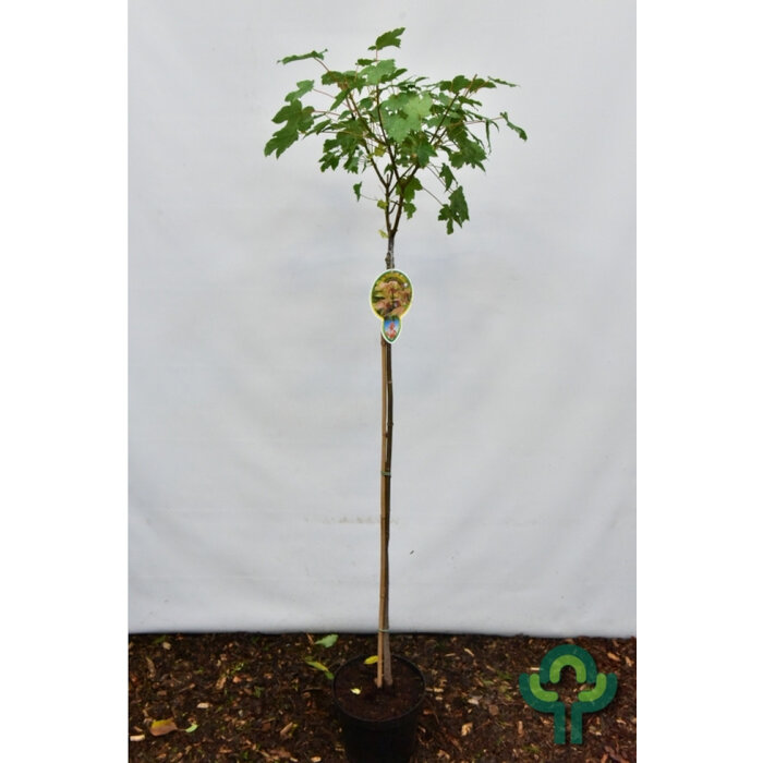 Bolesdoorn op stam - Acer pseudoplatanus 'Brilliantissimum'