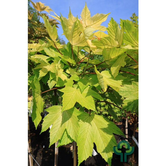 Bolesdoorn op stam - Acer pseudoplatanus 'Brilliantissimum'