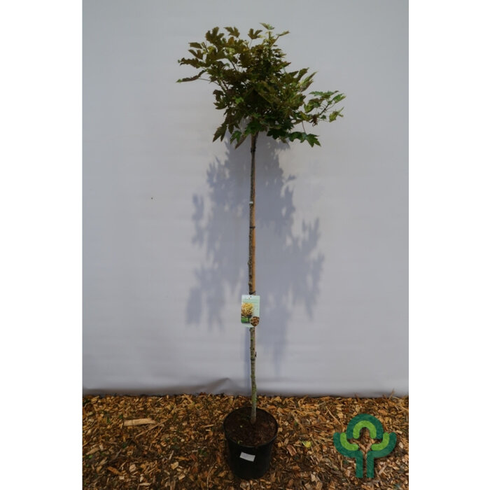 Bolesdoorn op stam - Acer pseudoplatanus 'Brilliantissimum'