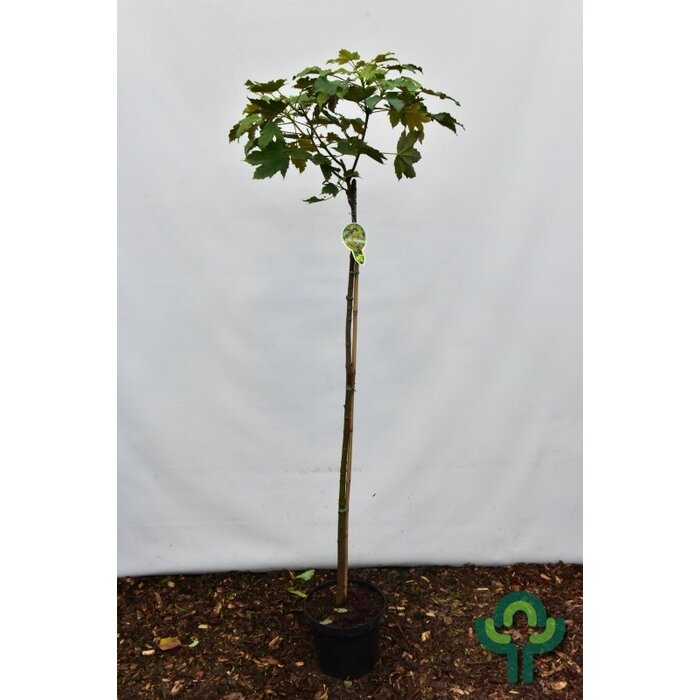 Esdoorn op stam - Acer pseudoplatanus 'Prinz Handjery'