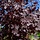 Rode esdoorn op stam - Acer platanoides 'Royal Red' stam