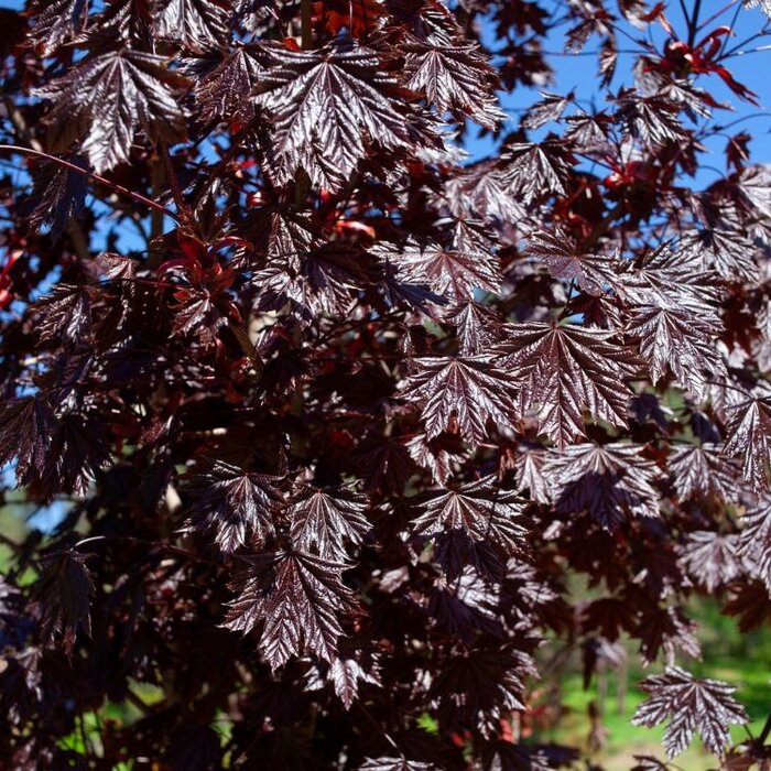 Rode esdoorn op stam - Acer platanoides 'Royal Red' stam