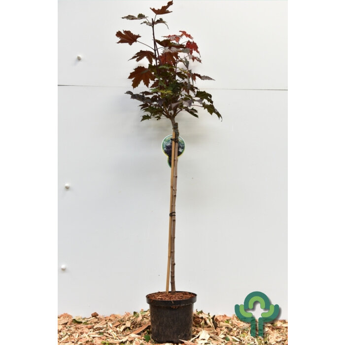Rode esdoorn op stam - Acer platanoides 'Royal Red' stam