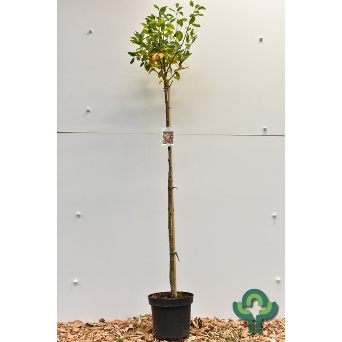 Krentenboom op stam - Amelanchier arborea 'Robin Hill'