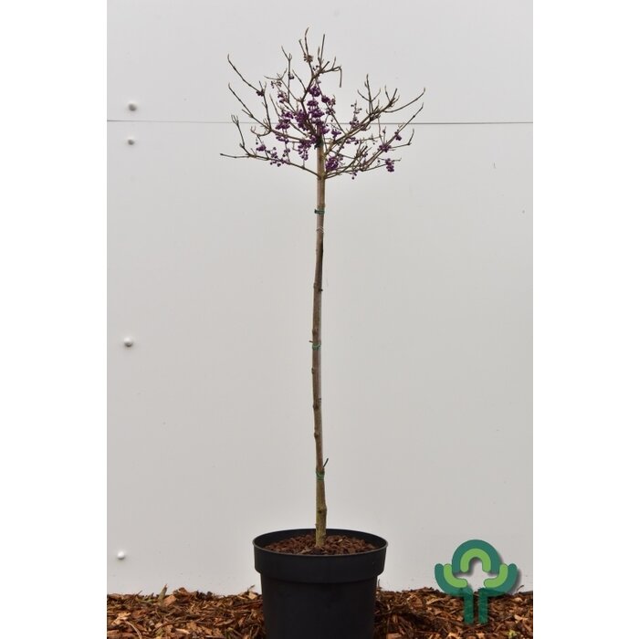 Schoonvrucht op stam - Callicarpa bodinieri 'Profusion'